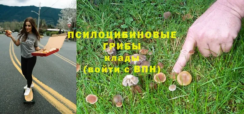 мега маркетплейс  Сарапул  Псилоцибиновые грибы Psilocybe 